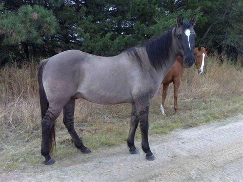 Grulla Horse Facts with Pictures