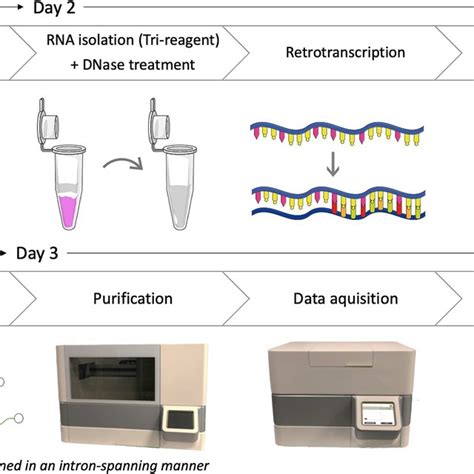 Effect of DNase treatment on the number of transcripts detected, total... | Download Scientific ...