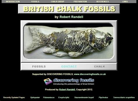 British Chalk Fossils – UK Fossil Collecting