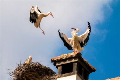 Unraveling The Myth Of Storks Carrying baby!