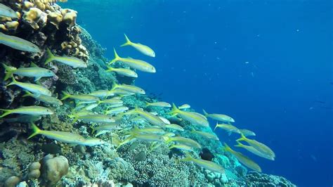 Snorkeling in Vilamendhoo Island Resort & Spa | Snorkeling the Maldives