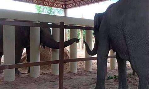 Lonely no more: Kaavan the elephant makes new friend at Cambodian sanctuary - World - DAWN.COM