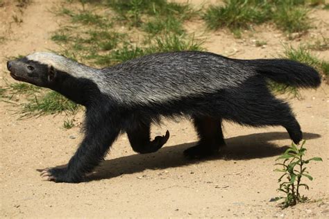 Badger Tails | Do Badgers Have Tails? | Ultimate Guide