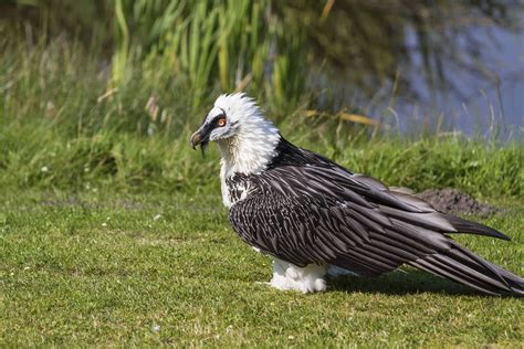 16 of the World's Most Endangered Vulture Species