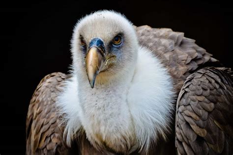 Vulture Symbolism (8 Surprising Meanings)