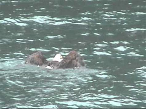 Bald Eagle swimming after too large of a catch - Alaska - YouTube