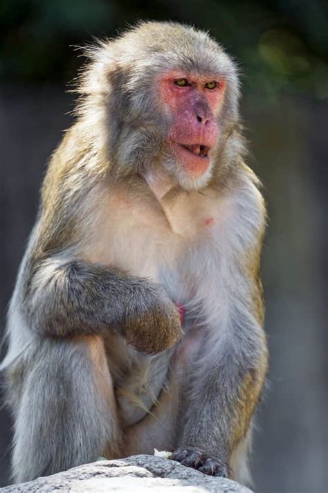 Japanese Macaque Pictures - AZ Animals