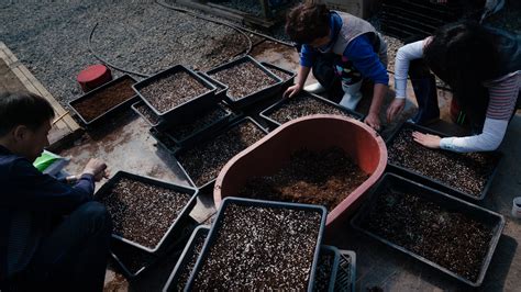 In Korean DMZ, Wildlife Thrives. Some Conservationists Worry Peace Could Disrupt It : NPR