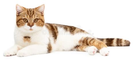 Cute Cat Lying Isolated on White. Beautiful Cat Lie Down Look To Right ...