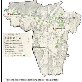 Tea gardens of Cachar District | Download Scientific Diagram