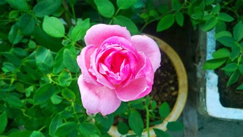 Free stock photo of rose