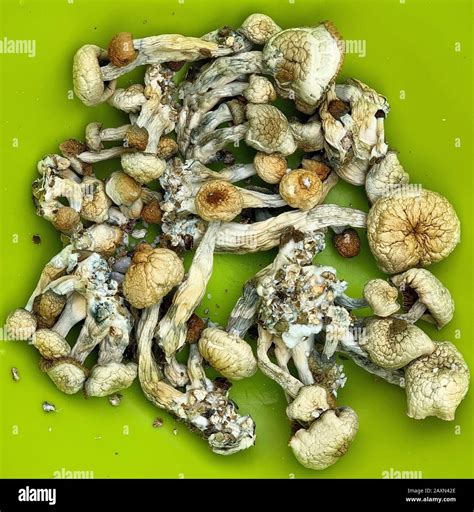 Dried psilocybe cubensis psilocybin magic mushrooms. "Magic Mushrooms" containing the ...