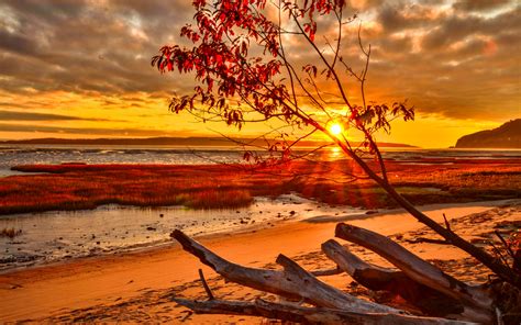 Download Sunset Fall Sea Ocean Driftwood Nature Sunrise HD Wallpaper