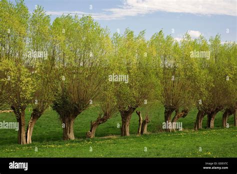 Pollard Willow Trees, near Paderborn, North Rhine-Westphalia, Germany Stock Photo - Alamy