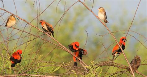 Birding South Sudan: Nimule road