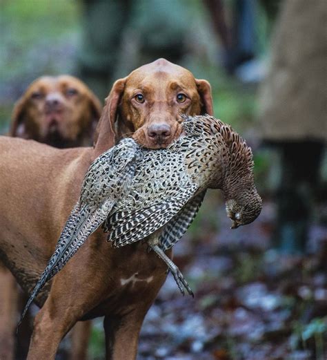 Hunting | Vizsla dogs, Vizsla, Dogs