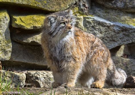 All 40 Species of Wild Cats and Where to See Them in the Wild