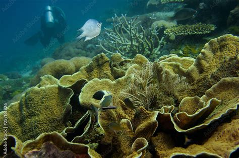 Scuba Diving on a Coral Reef with Tropical Fish Stock Photo | Adobe Stock