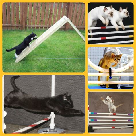 cat tricks cat agility training | Cats, Agile, Cat hacks