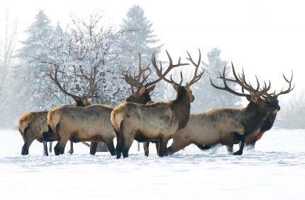 Elk Herd in Snow | My Ranch | Pinterest