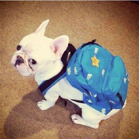 21 Pets Who Are Cuter Than Kids On The First Day Of School - The Dodo