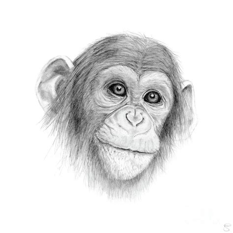 A Chimpanzee, Not Monkeying Around Drawing by Creative Solutions RipdNTorn - Fine Art America