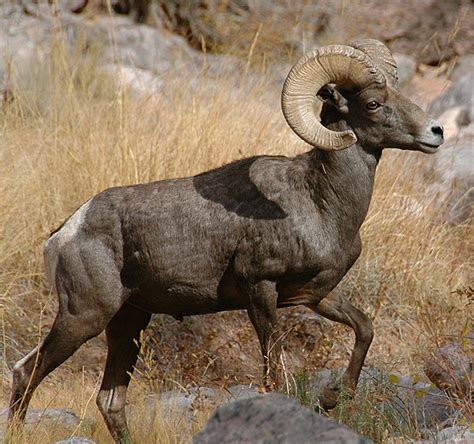 Desert Bighorn Sheep - Colorado National Monument (U.S. National Park ...