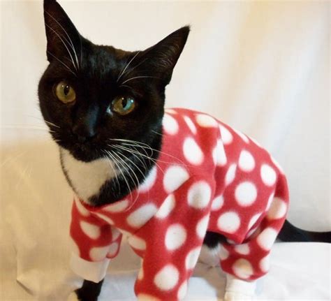 Top 10 Funny Images of Cats In Pajamas