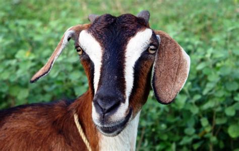 10 Most Demanding Goat Breeds for Milk and Meat in India