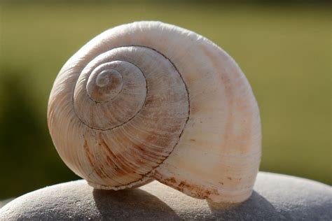 Seashell | Sea snail, Snail, Sea shells