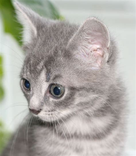 File:Gray kitten.jpg - Wikimedia Commons