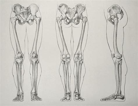 Leg Bones - Video Lesson presented in the Drawing Academy Course | Bone ...