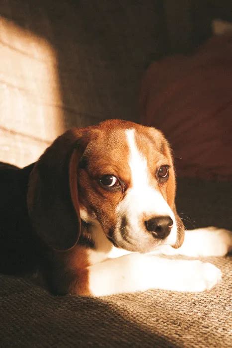 75 BEST Tips Bloodhound Beagle Mix (Facts)