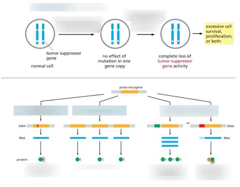 IUPUI Cell Bio Diagram 114 Diagram | Quizlet