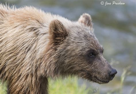 Grizzly Cub | British Columbia, Canada | Jens Preshaw Photography