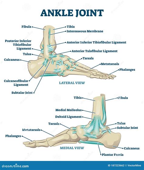 Labeled Joint Diagram