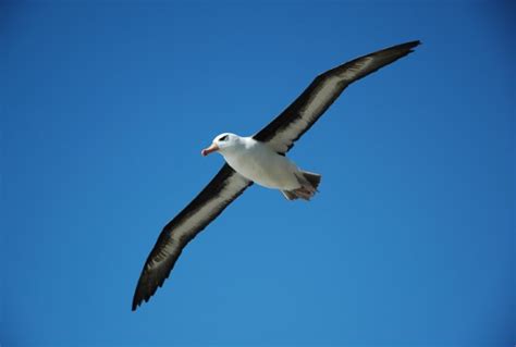 Antarctic Birds - Birds Of Antarctica