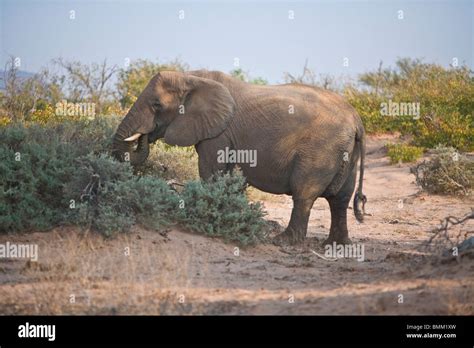 The rare Desert Elephant in Damaraland, Namibia Stock Photo - Alamy