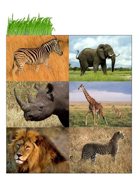 Animal Biomes | Animals, Animals wild, Wild animals pictures