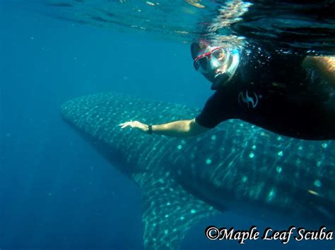 Snorkeling with Whale Sharks in Mexico – Maple Leaf Scuba