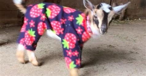 Pygmy Goats in Pajamas – You’re Welcome – Madly Odd!