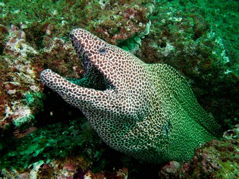 the sun at night — Family Muraenidae, the moray eels, are a...