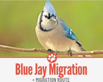 Do Blue Jays Migrate & Blue Jay Migration Route