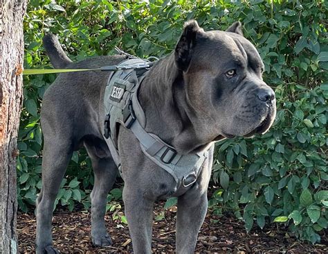 Cane Corso Colors: The Standard & Rarest Coat Colors - K9 Web