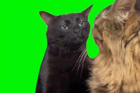 cat zoning out green screen video meme Archives - Video Meme