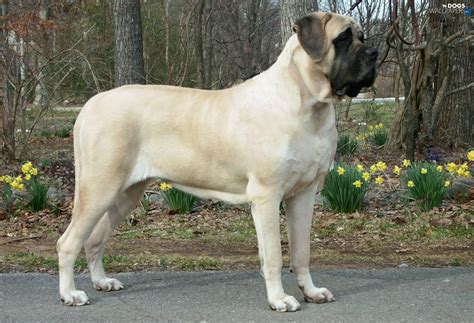 English Mastiff Wallpapers - Wallpaper Cave