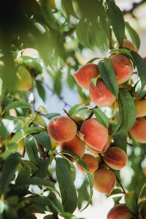 Nectarine vs Peach: What's the Difference? - Dine Dream Discover