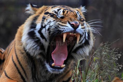 Tiger roar stock photo. Image of tiger, male, roaring - 47068492