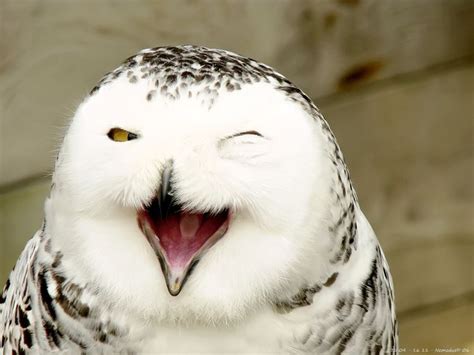 Laughing owl - Alchetron, The Free Social Encyclopedia