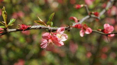 Japanese Ornamental Quince Flowers - Free photo on Pixabay